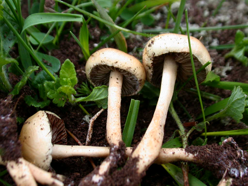 2 Maggio 2009  Agrocybe pediades